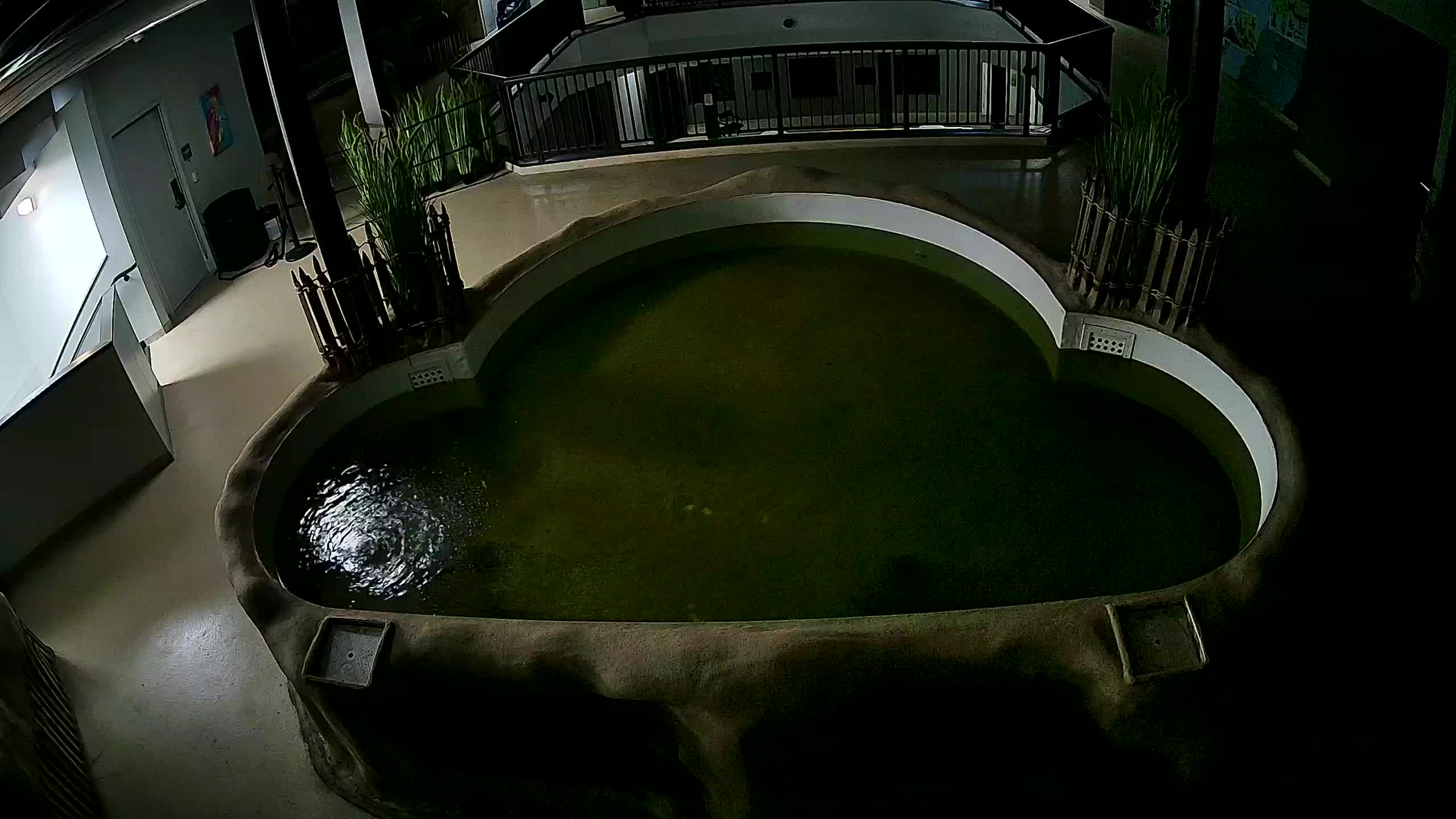 AC Aquarium Ray Tank