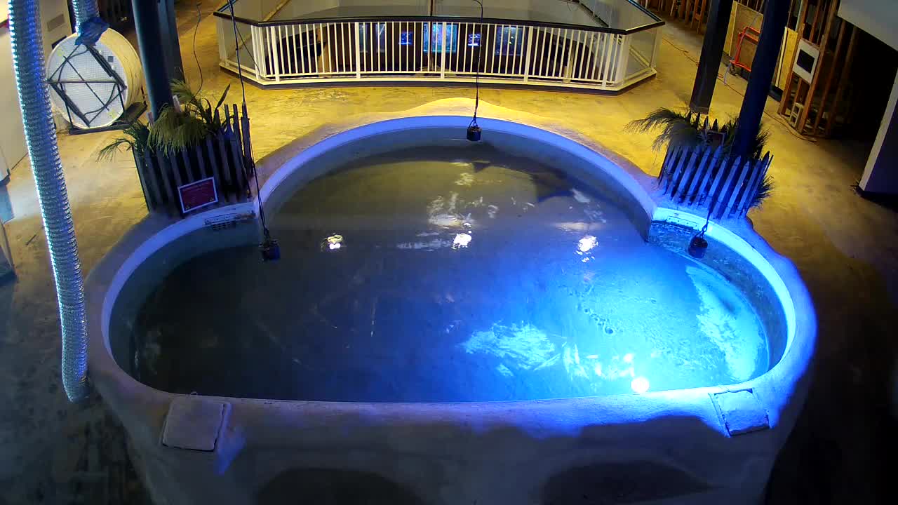 AC Aquarium Ray Tank