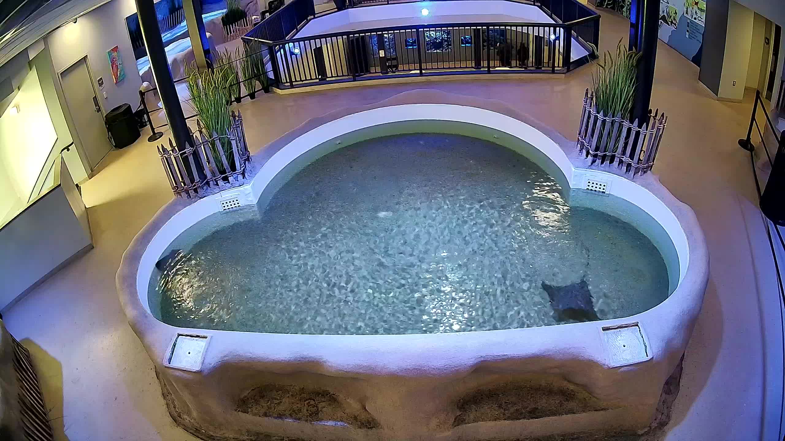 AC Aquarium Ray Tank