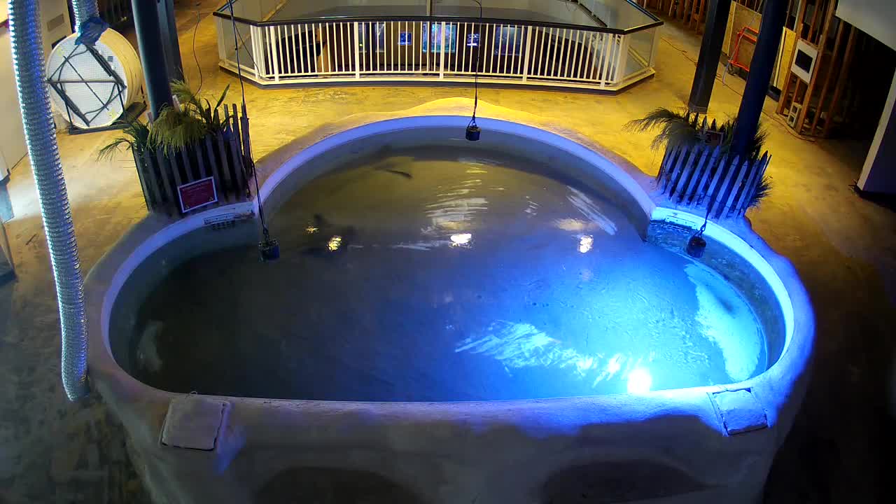 AC Aquarium Ray Tank