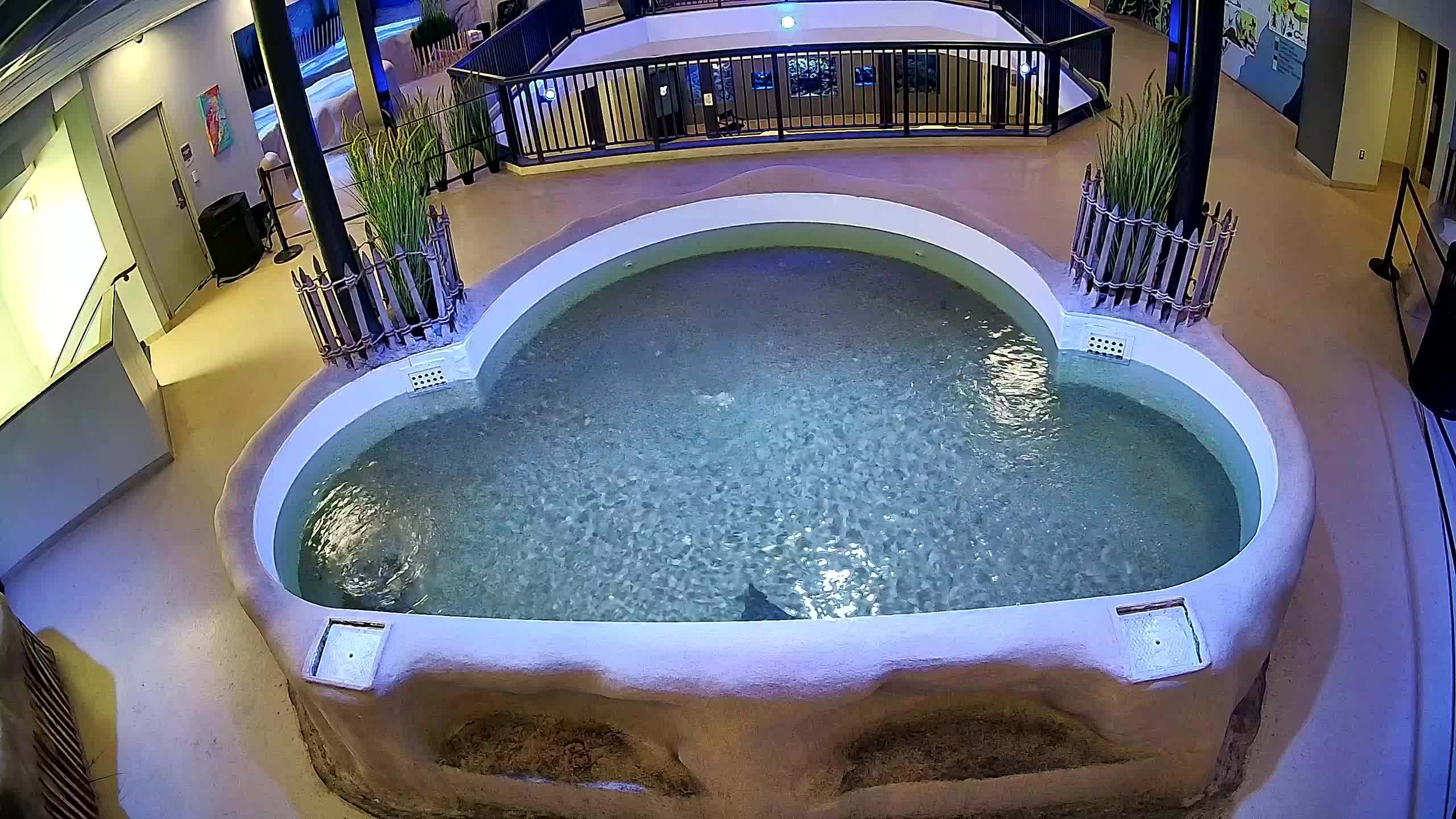 AC Aquarium Ray Tank