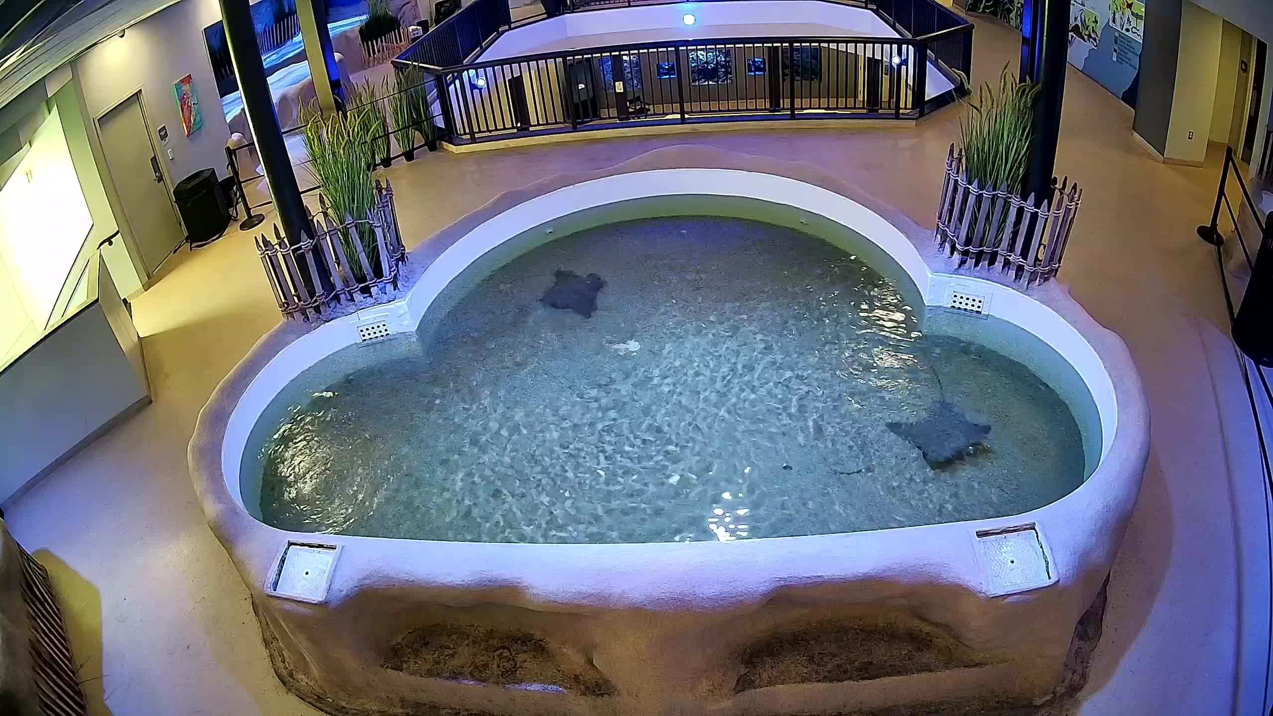 AC Aquarium Ray Tank