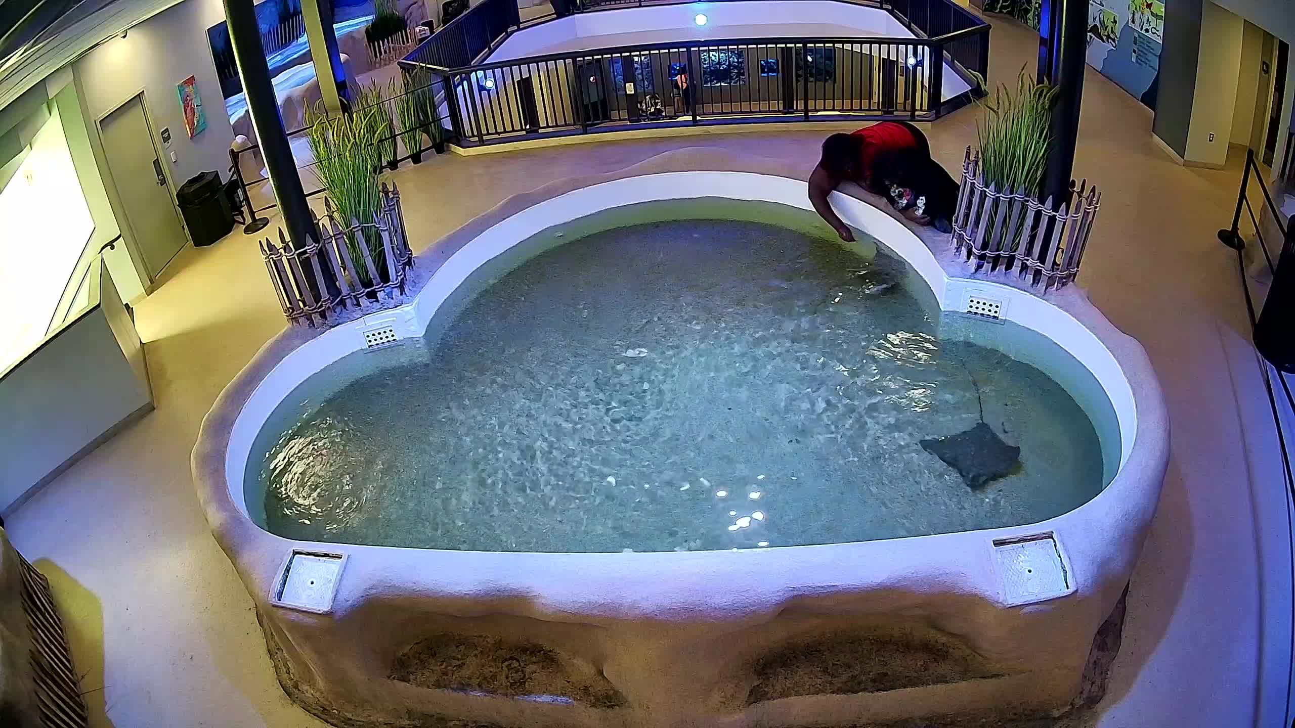 AC Aquarium Ray Tank