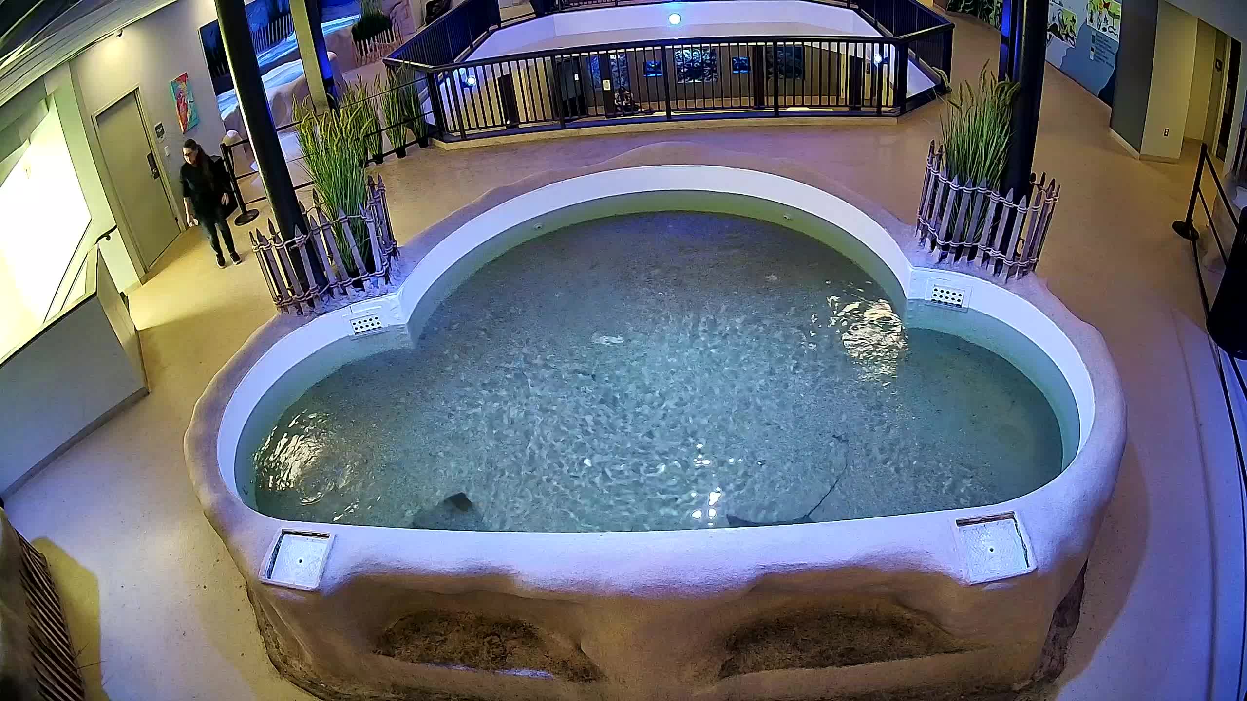 AC Aquarium Ray Tank