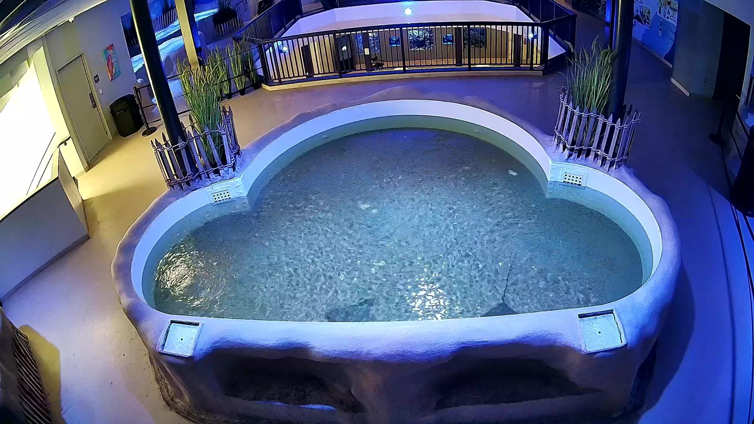AC Aquarium Ray Tank