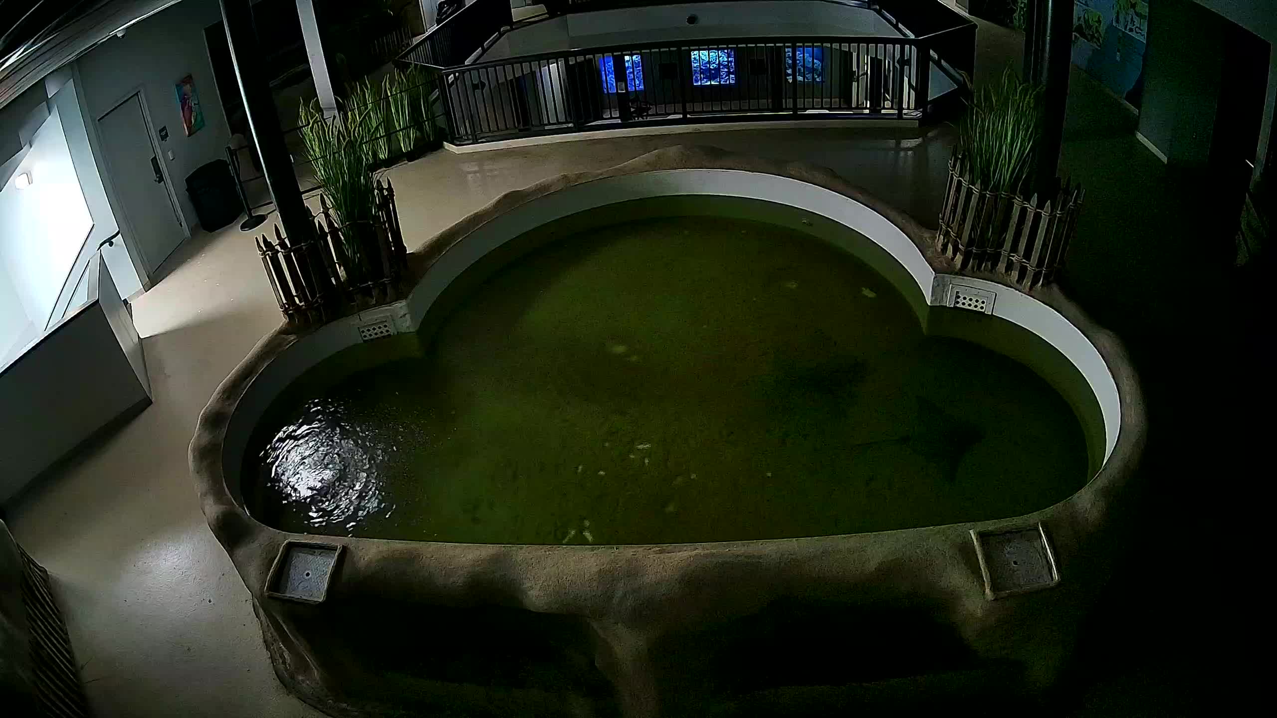 AC Aquarium Ray Tank