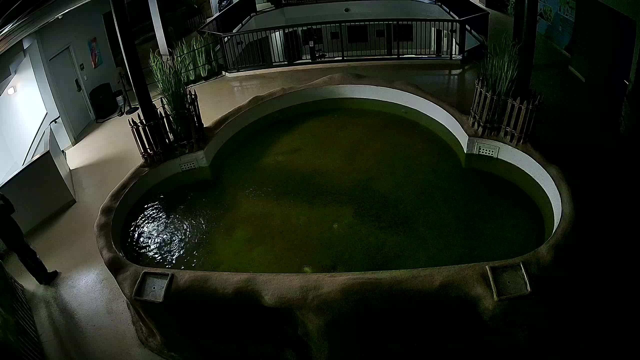 AC Aquarium Ray Tank