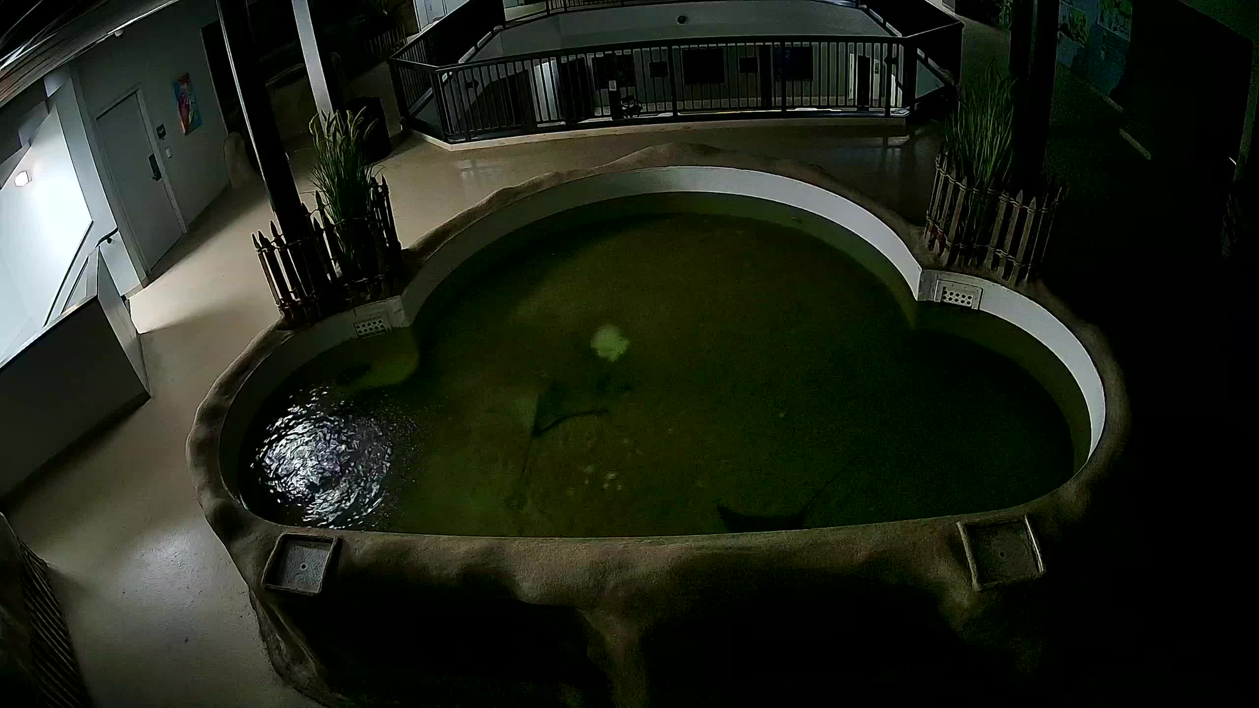 AC Aquarium Ray Tank