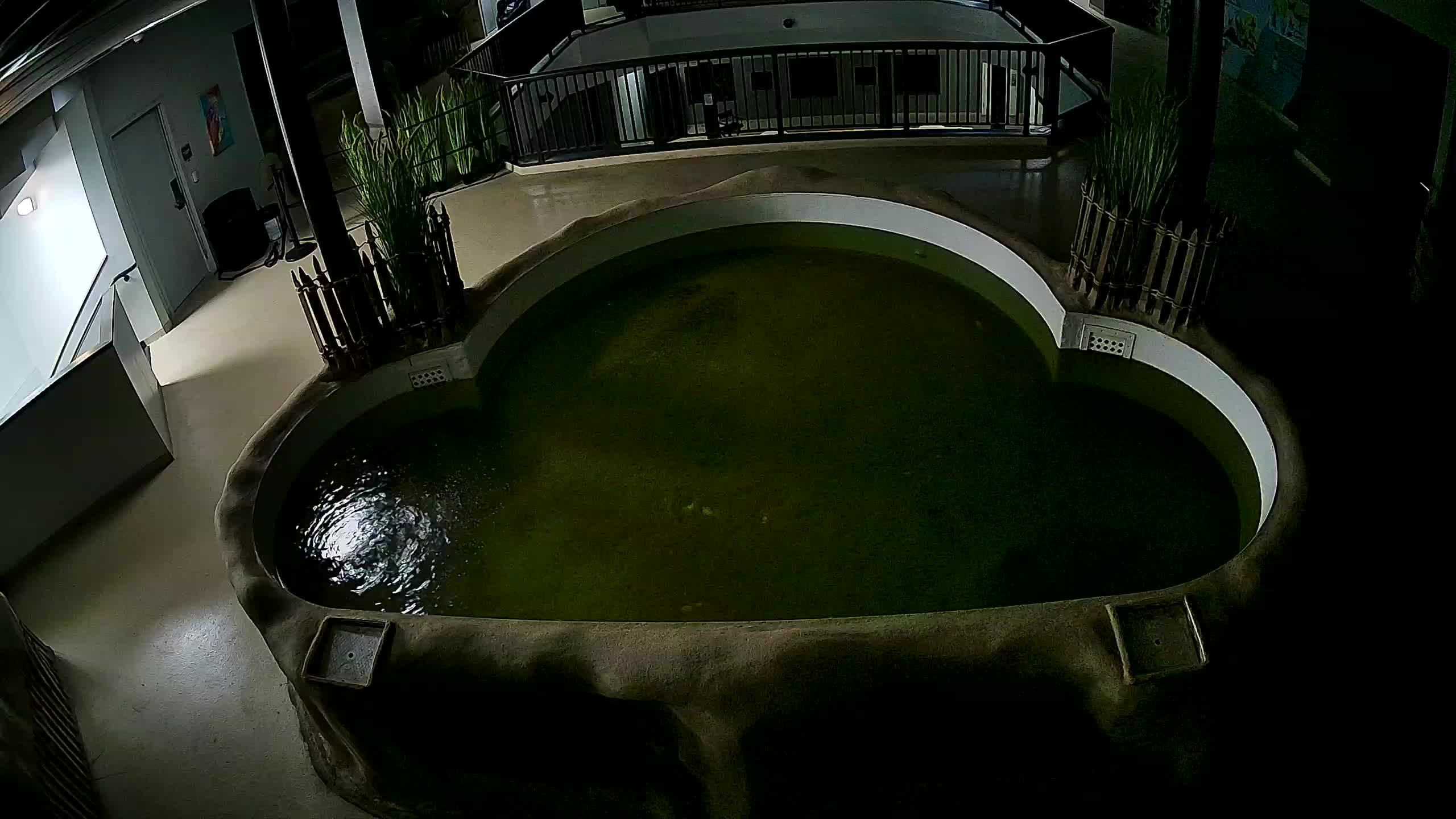 AC Aquarium Ray Tank