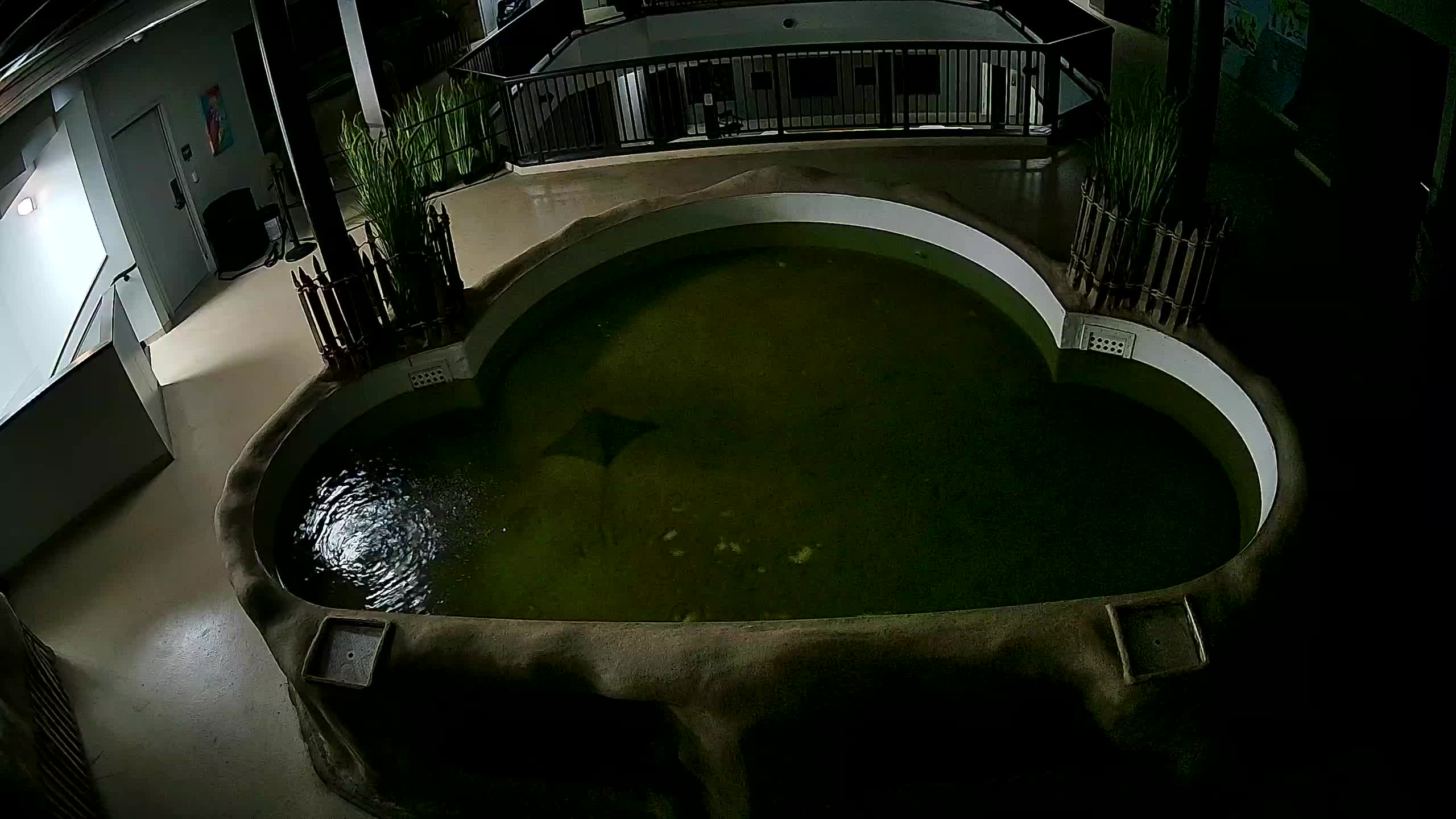AC Aquarium Ray Tank