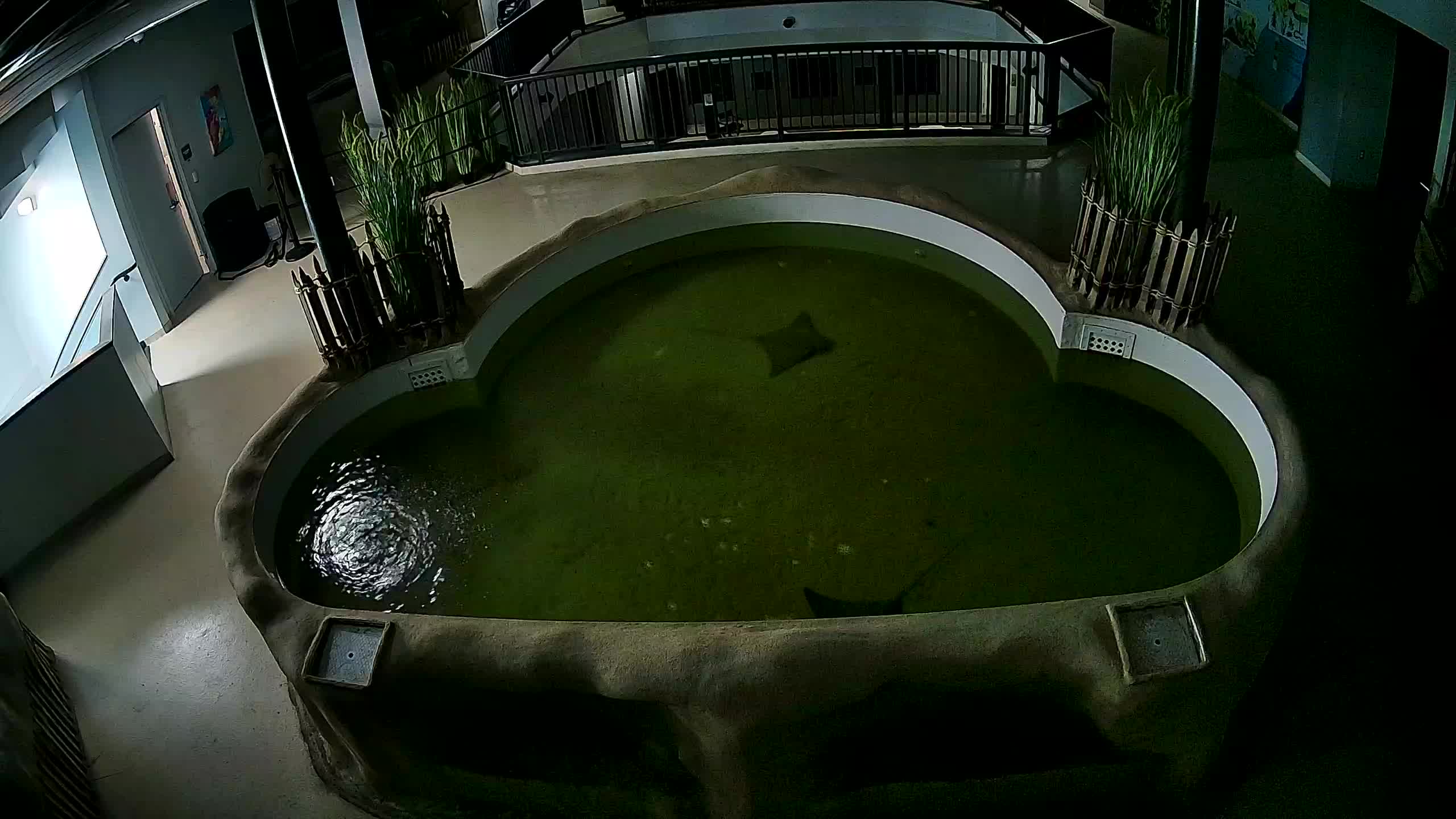 AC Aquarium Ray Tank
