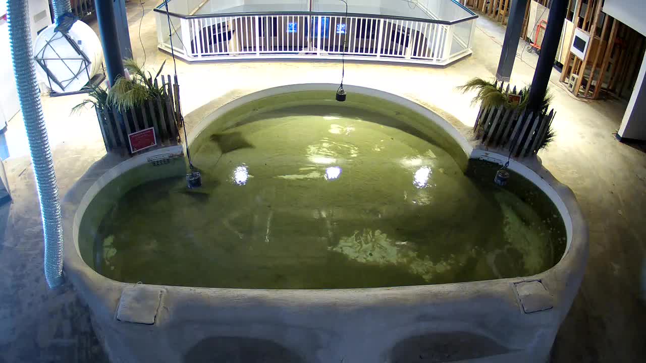 AC Aquarium Ray Tank