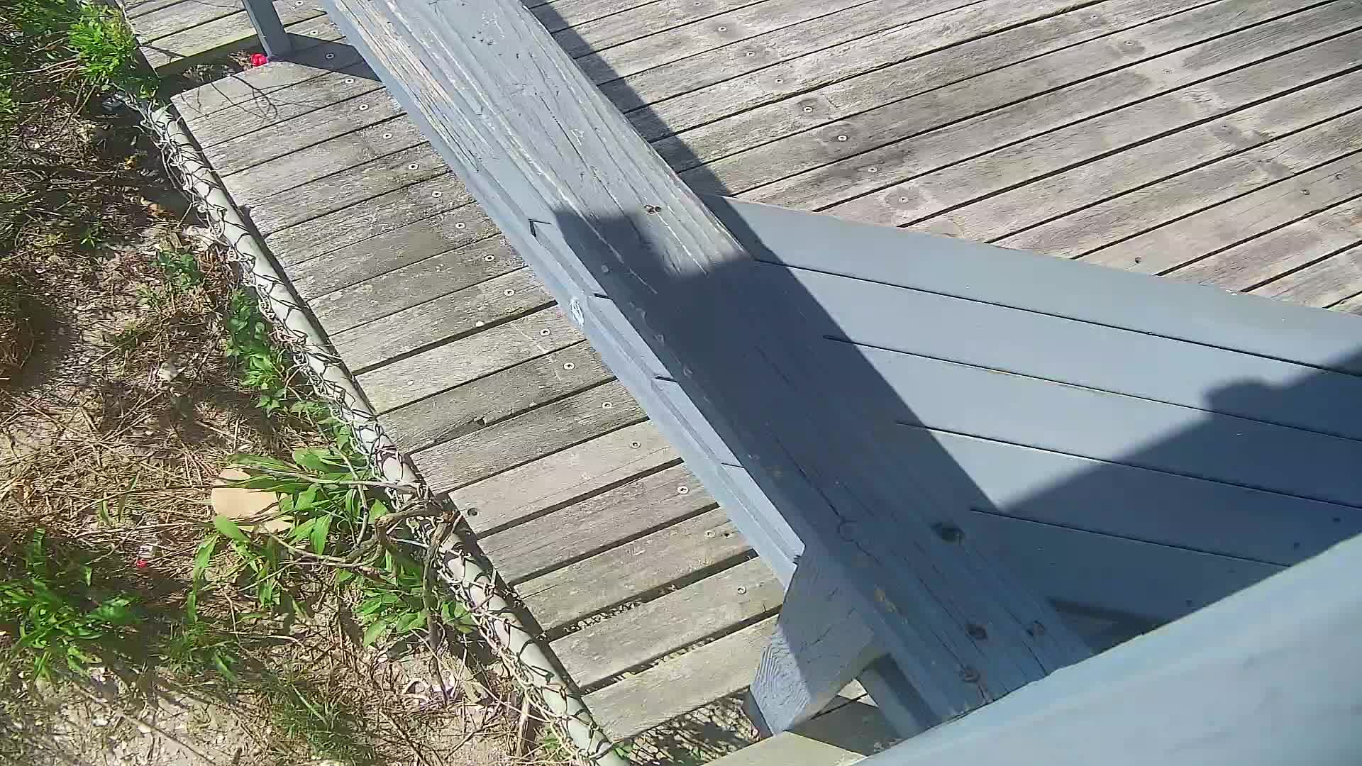 ACBP South PTZ Surf Cam