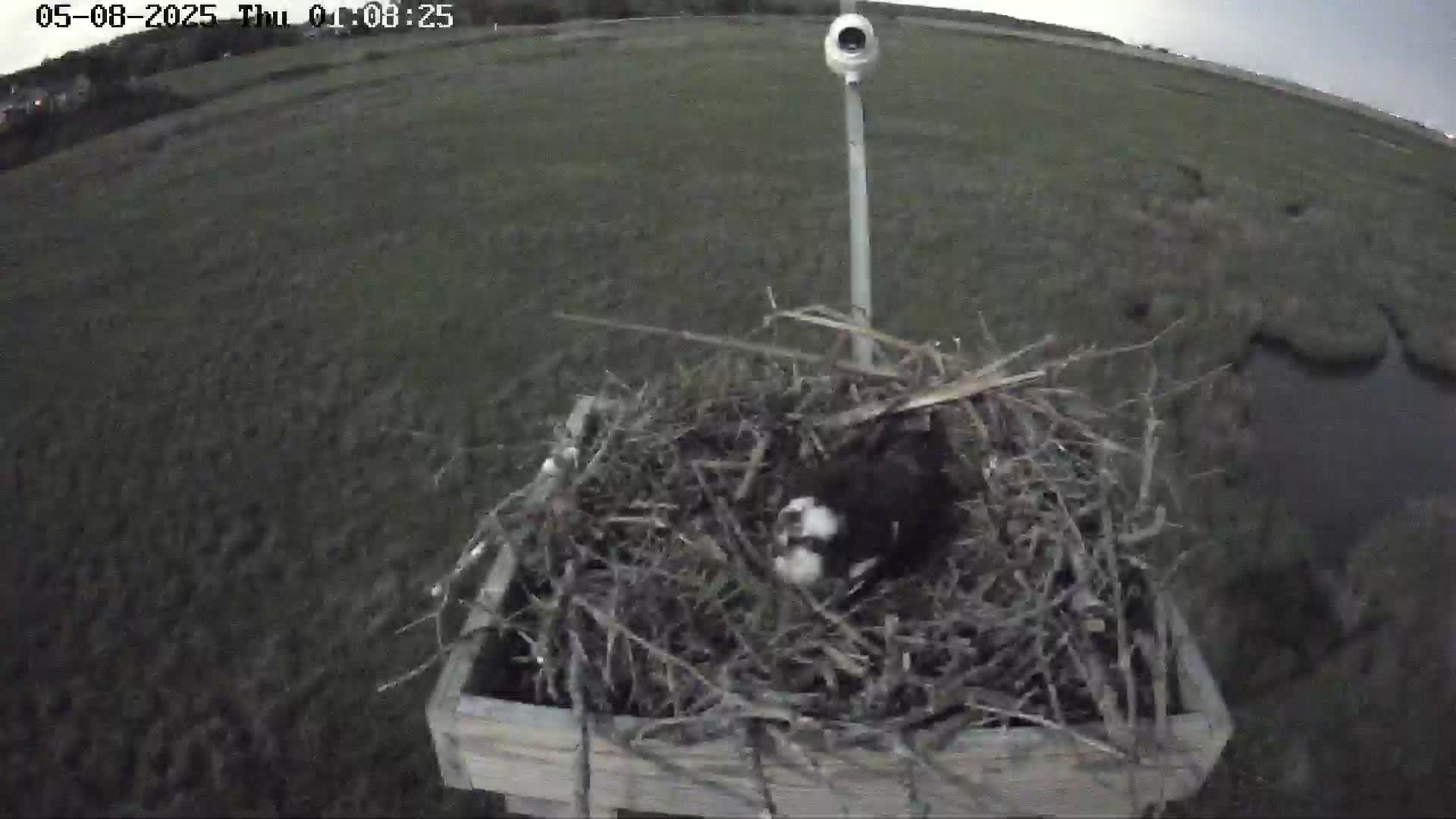 Forsythe Wildlife Refuge Osprey Cam Looking North