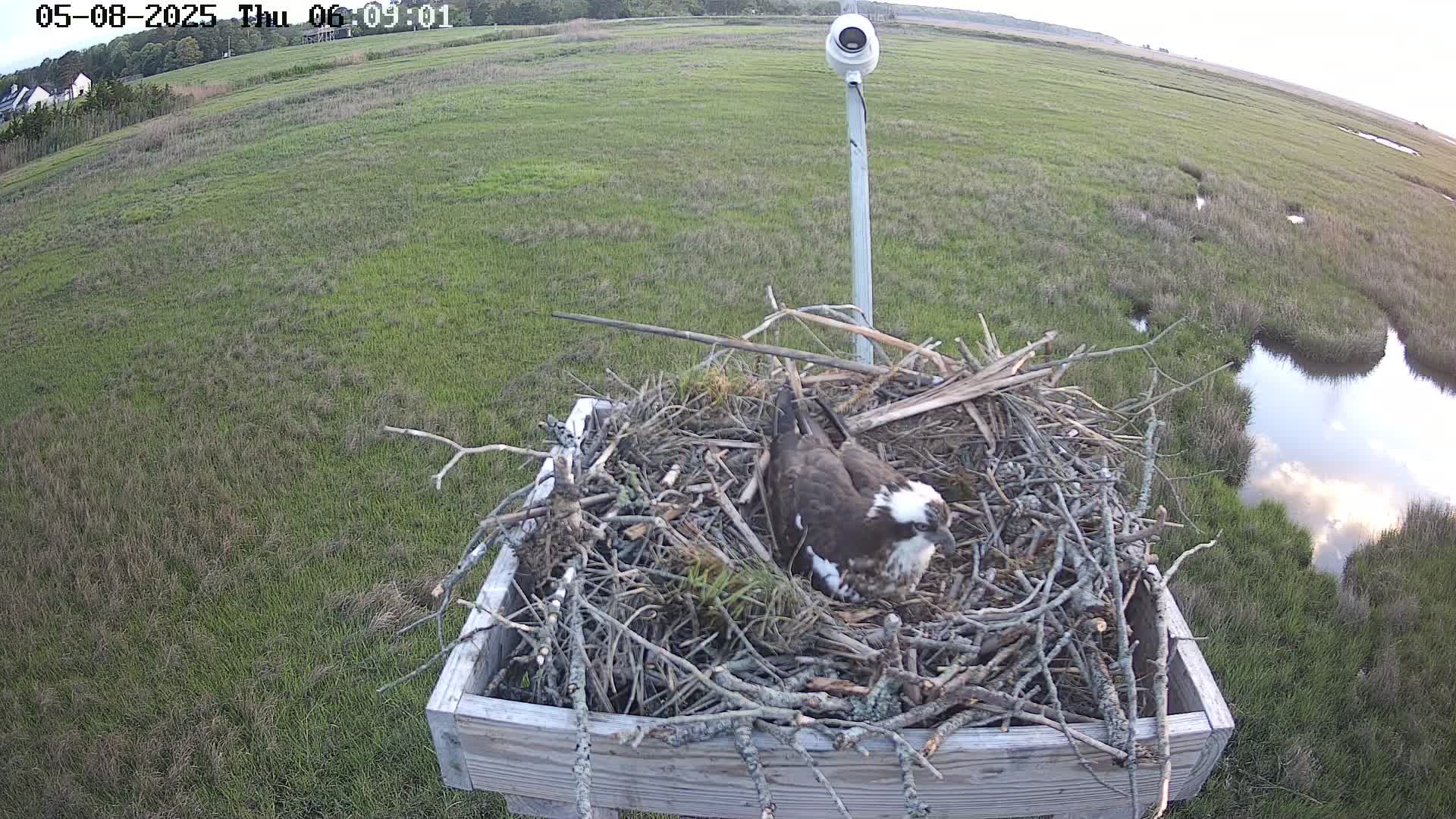 Forsythe Wildlife Refuge Osprey Cam Looking North