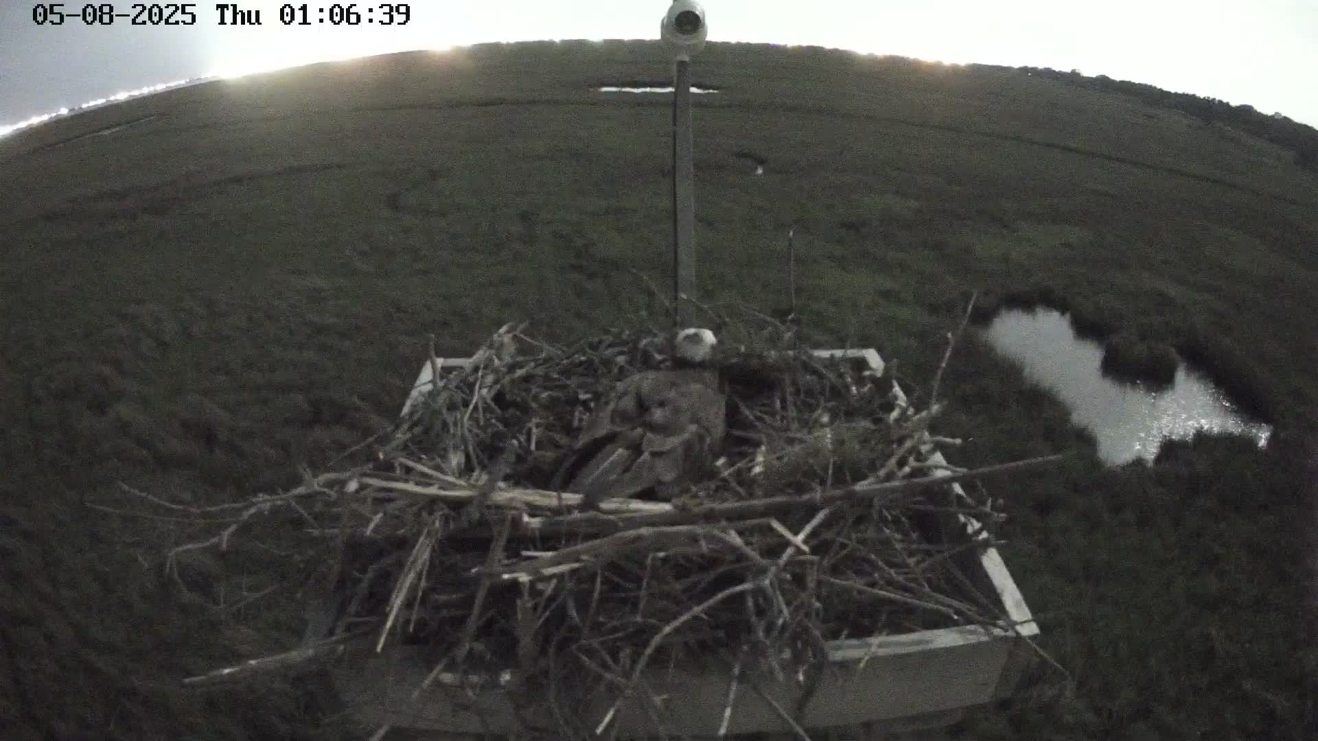 Forsythe Wildlife Refuge Osprey Cam Looking South