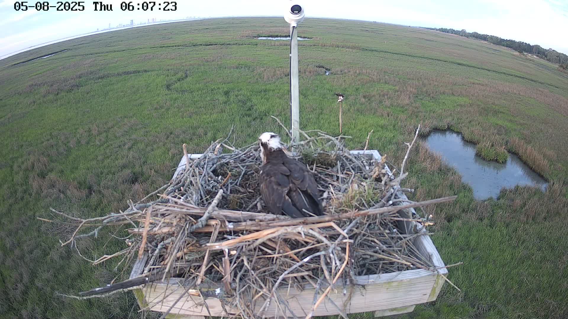 Forsythe Wildlife Refuge Osprey Cam Looking South