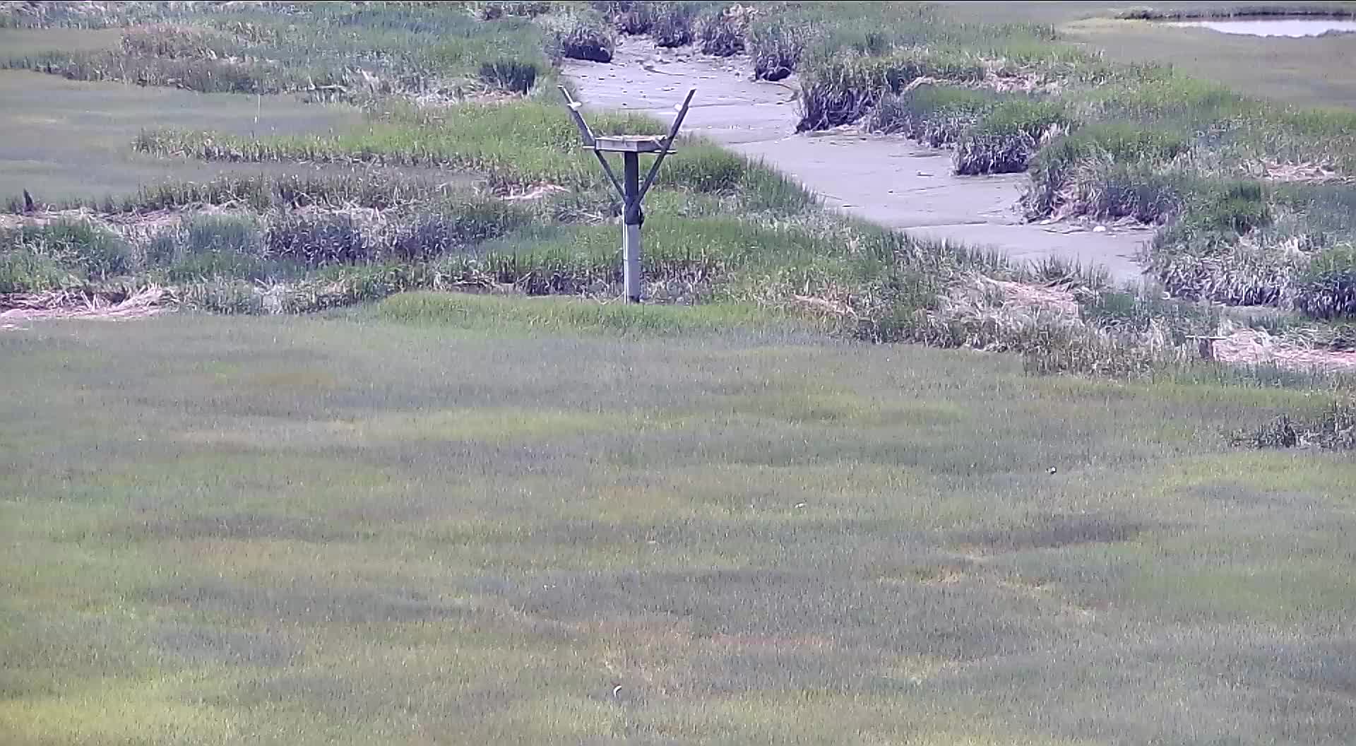 The Wetlands Institute Osprey Nest (Far)