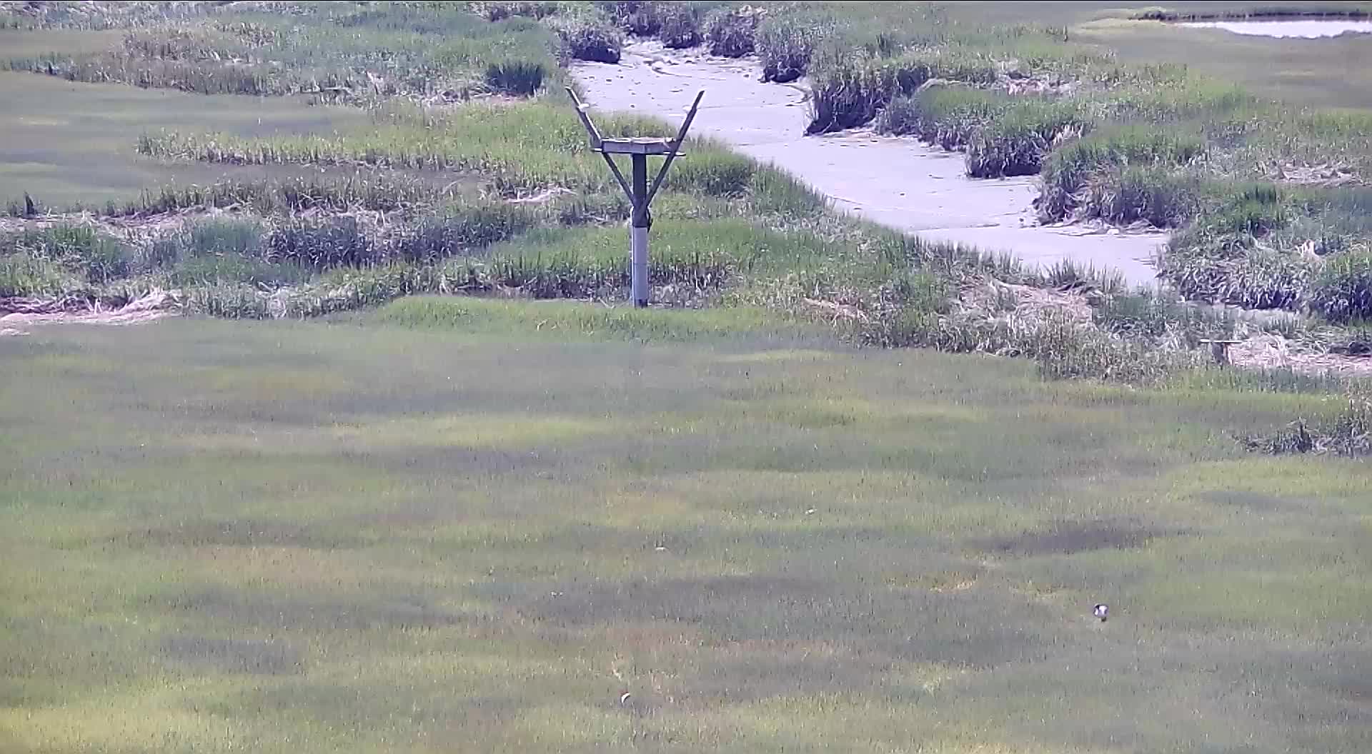 The Wetlands Institute Osprey Nest (Far)