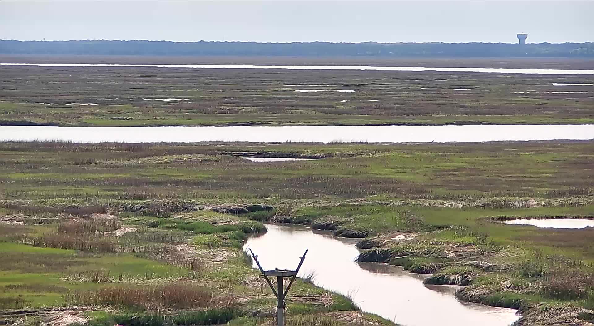 The Wetlands Institute Osprey Nest (Far)