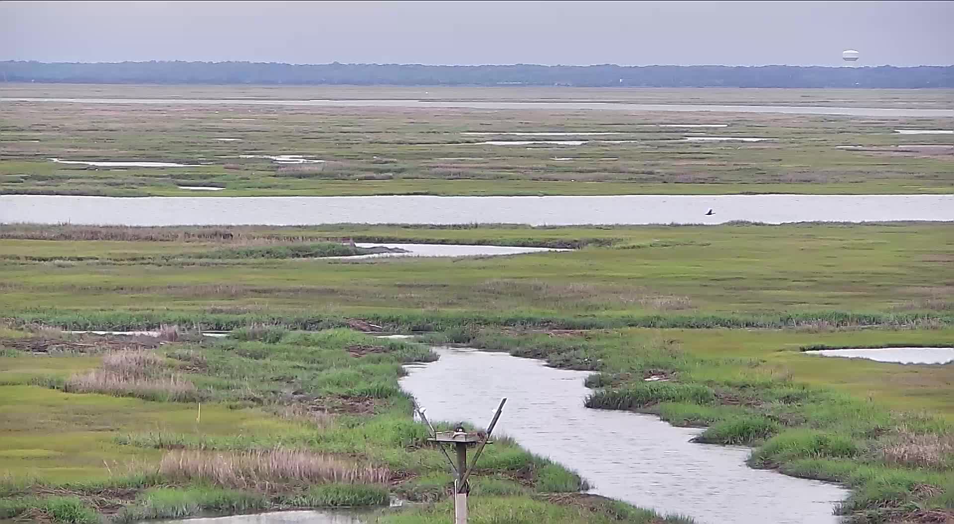 The Wetlands Institute Osprey Nest (Far)