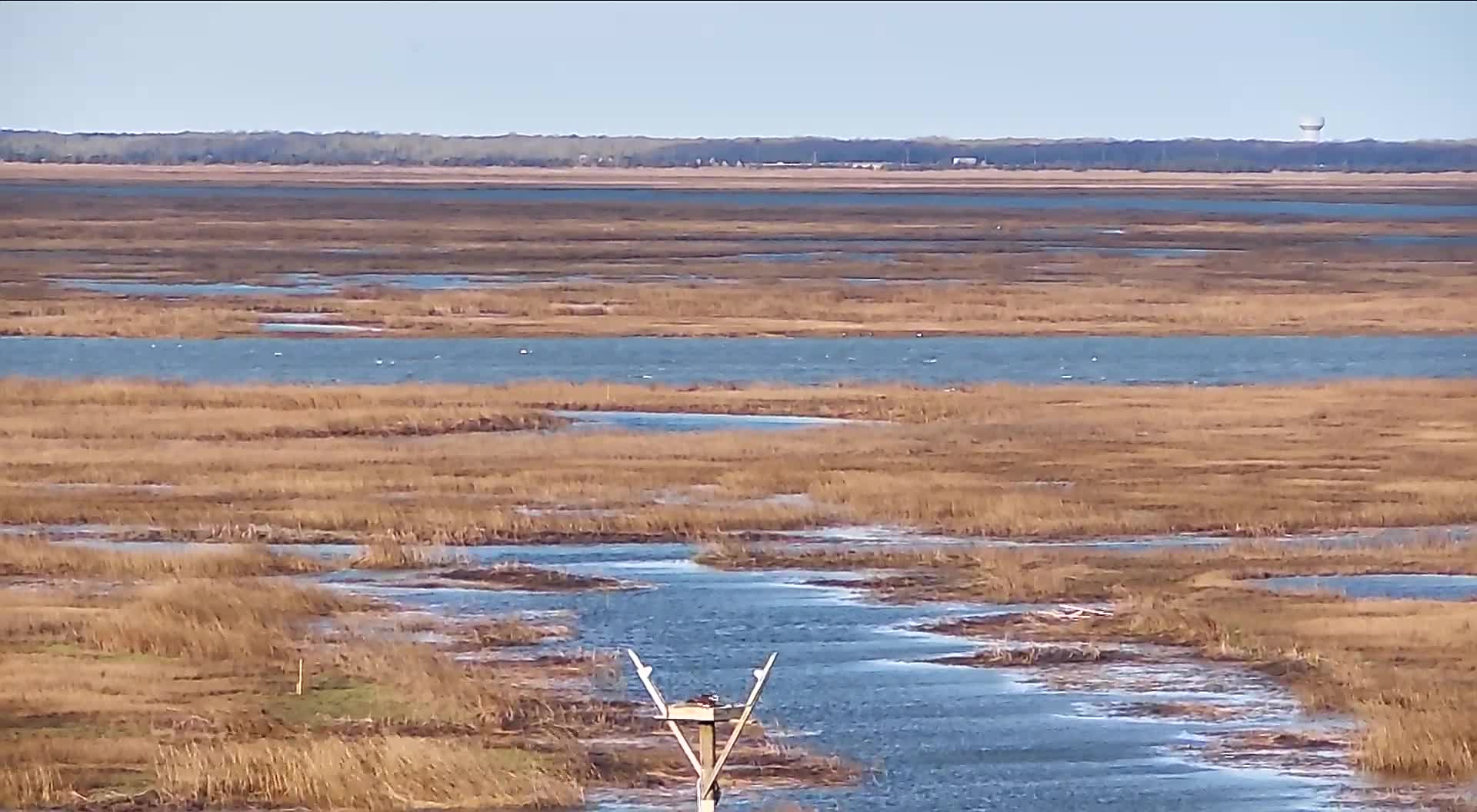 The Wetlands Institute Osprey Nest (Far)