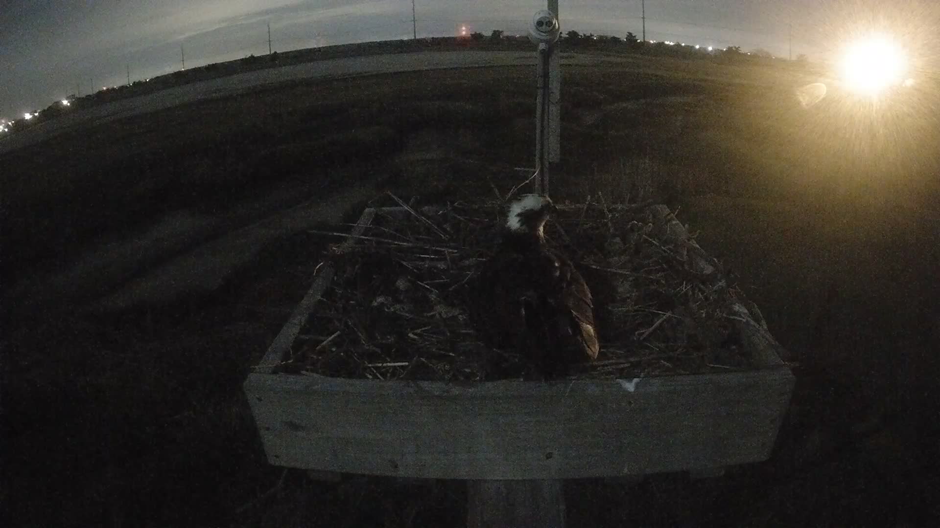 The Wetlands Institute Osprey Cam Closeup HD and Audio 560