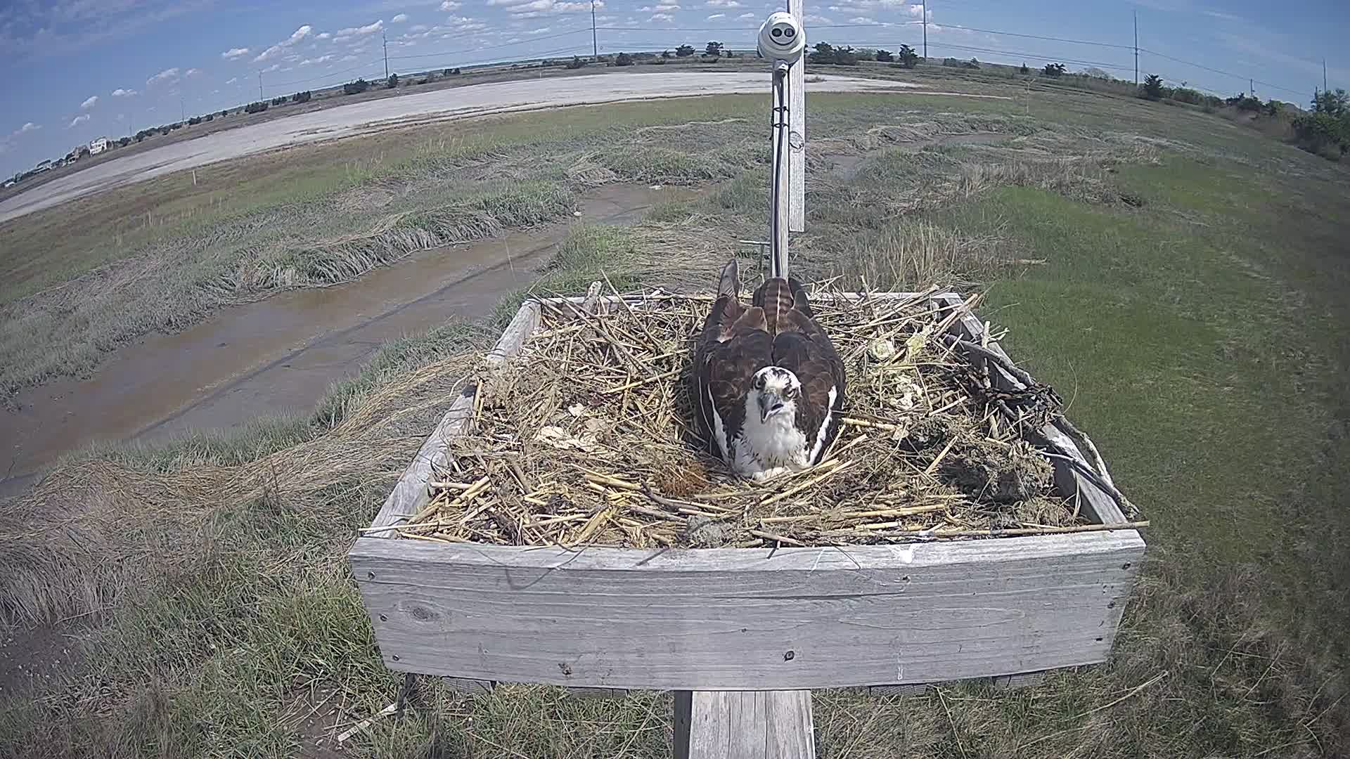 The Wetlands Institute Osprey Cam Closeup HD and Audio 560