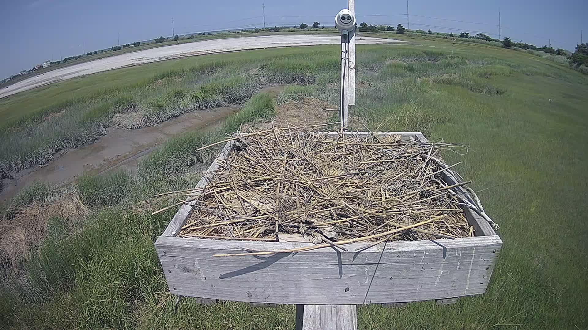 The Wetlands Institute Osprey Cam Closeup HD and Audio 560