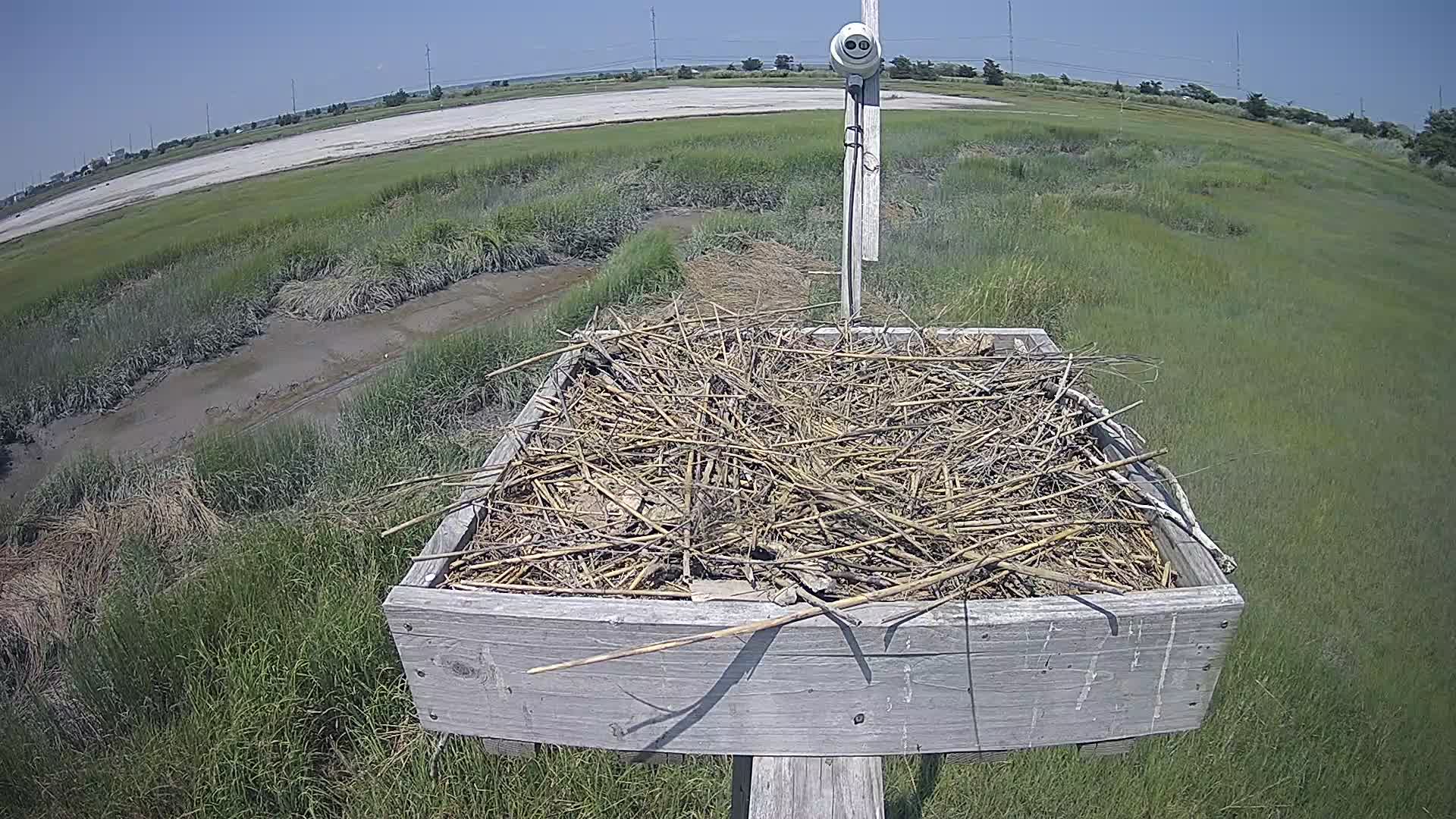The Wetlands Institute Osprey Cam Closeup HD and Audio 560