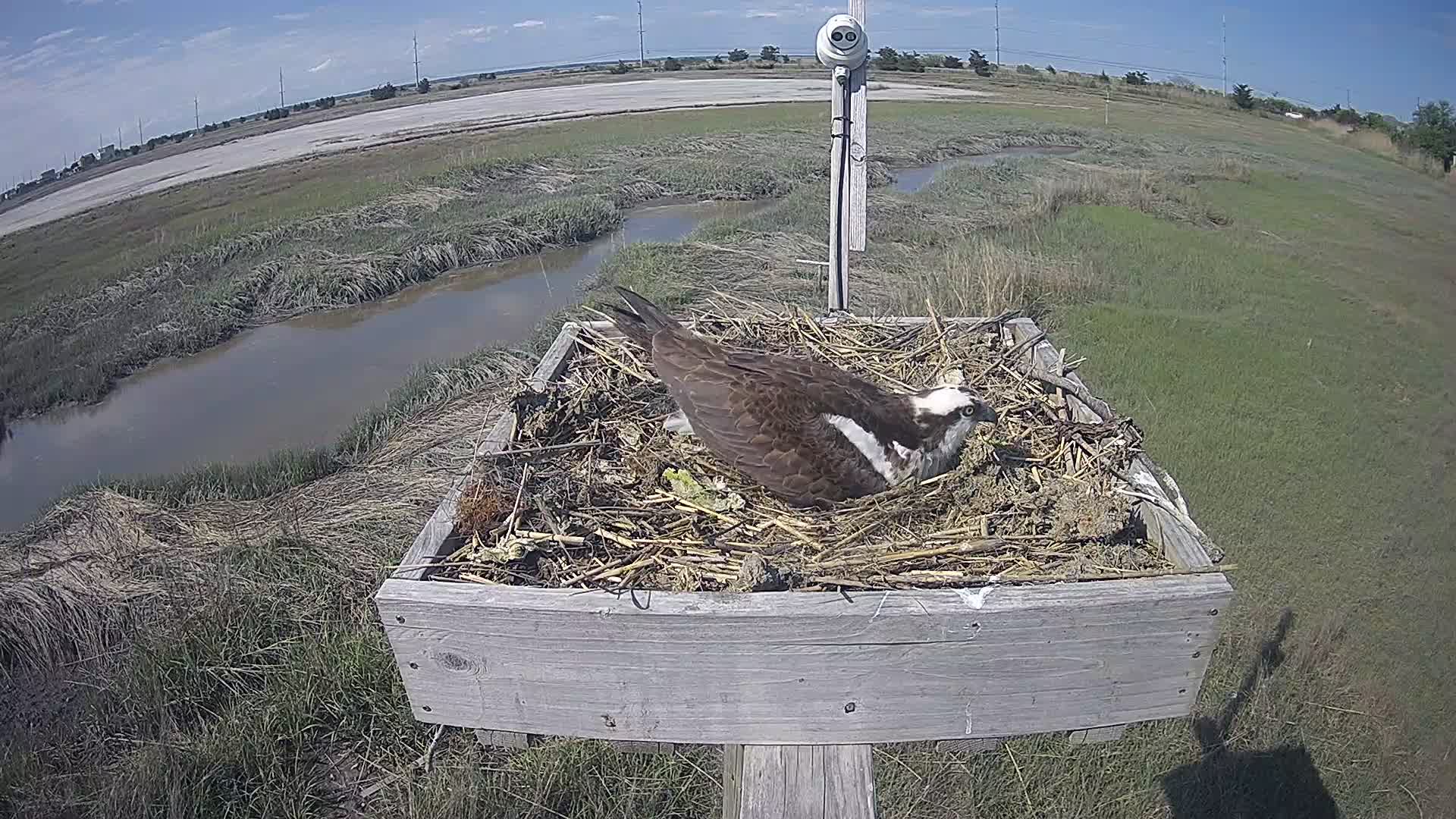 The Wetlands Institute Osprey Cam Closeup HD and Audio 560