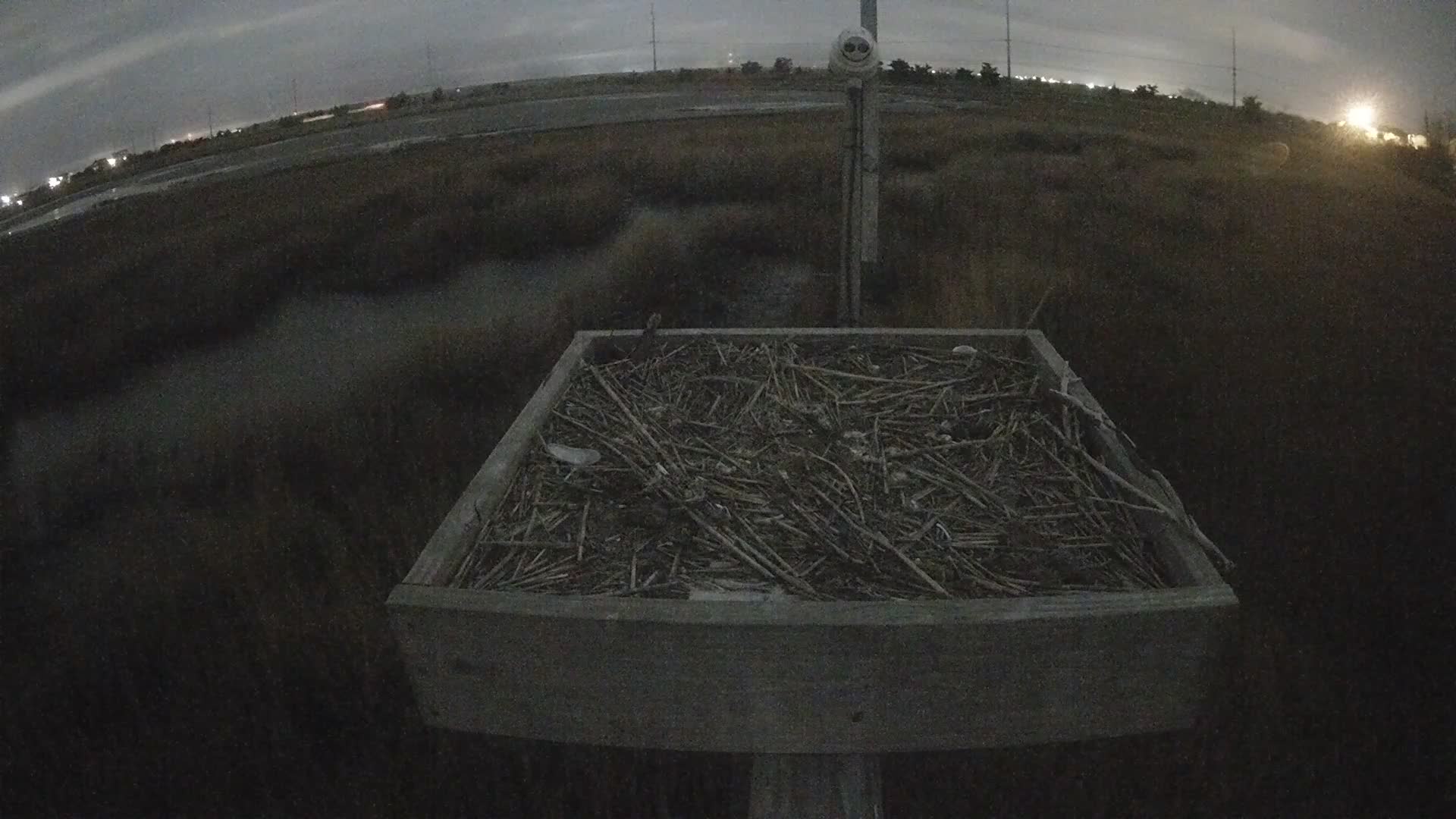 The Wetlands Institute Osprey Cam Closeup HD and Audio 560