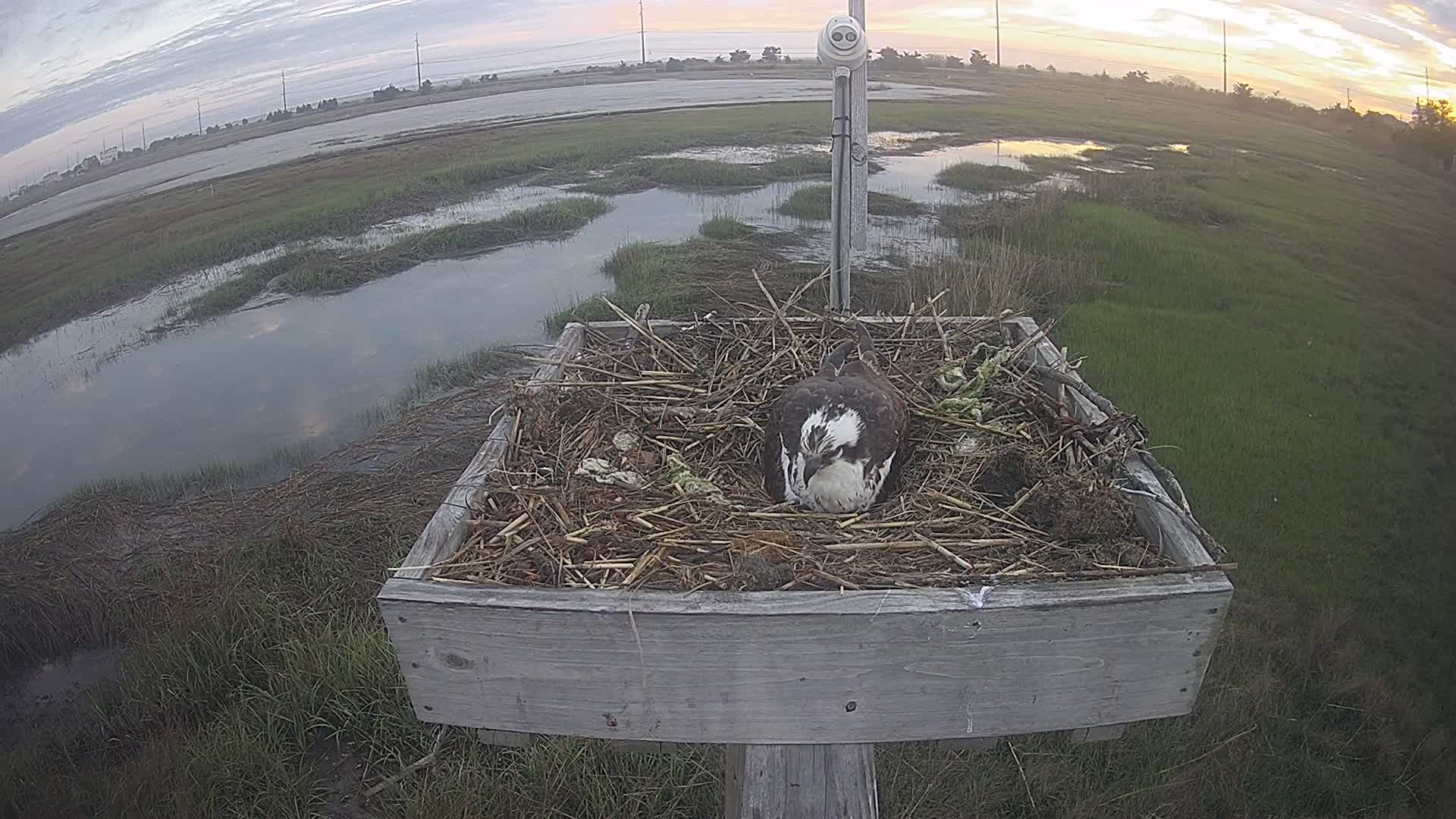 The Wetlands Institute Osprey Cam Closeup HD and Audio 560