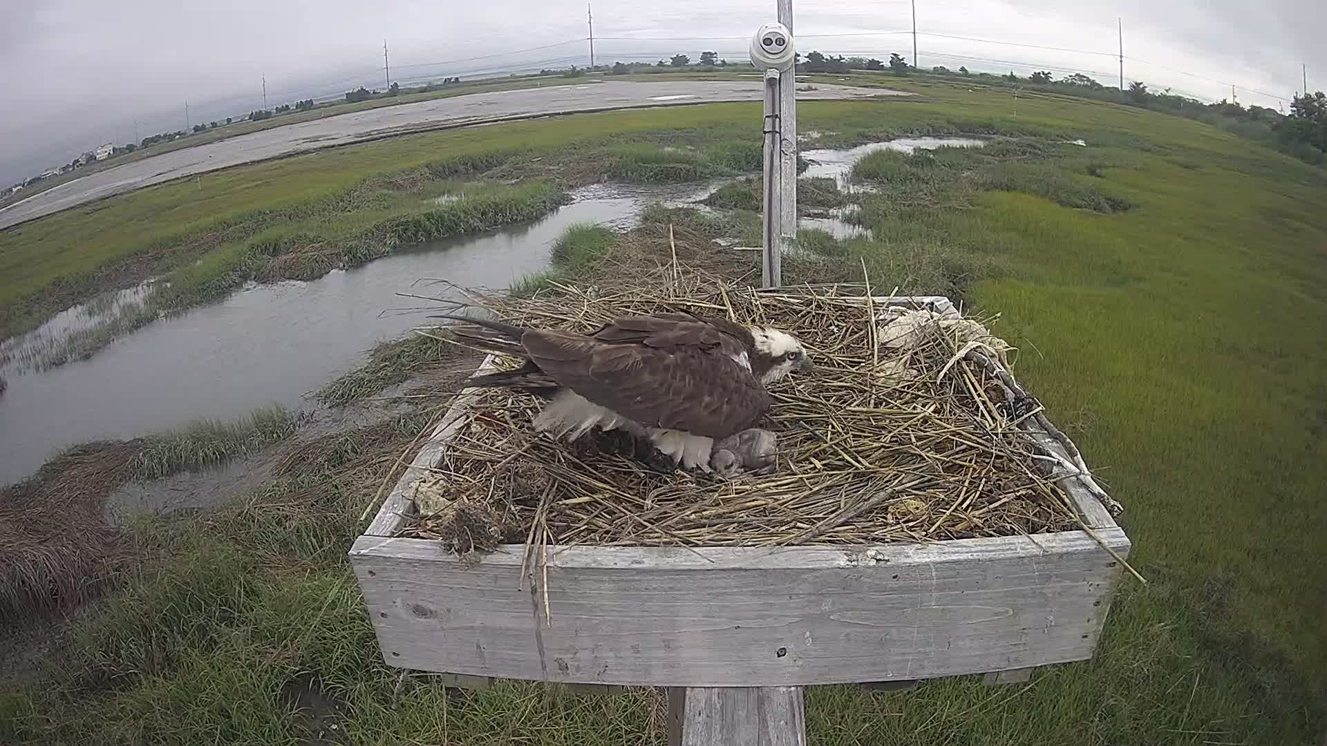 The Wetlands Institute Osprey Cam Closeup HD and Audio 560