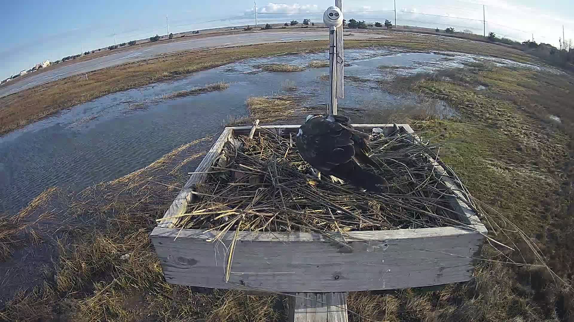 The Wetlands Institute Osprey Cam Closeup HD and Audio 560