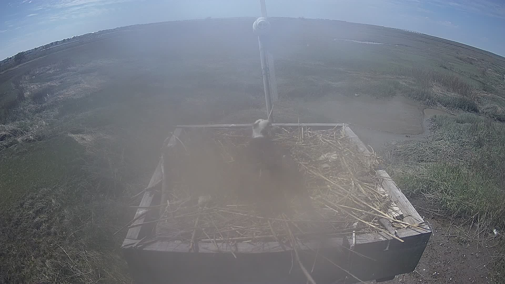 The Wetlands Institute Osprey Cam Closeup HD and Audio 561
