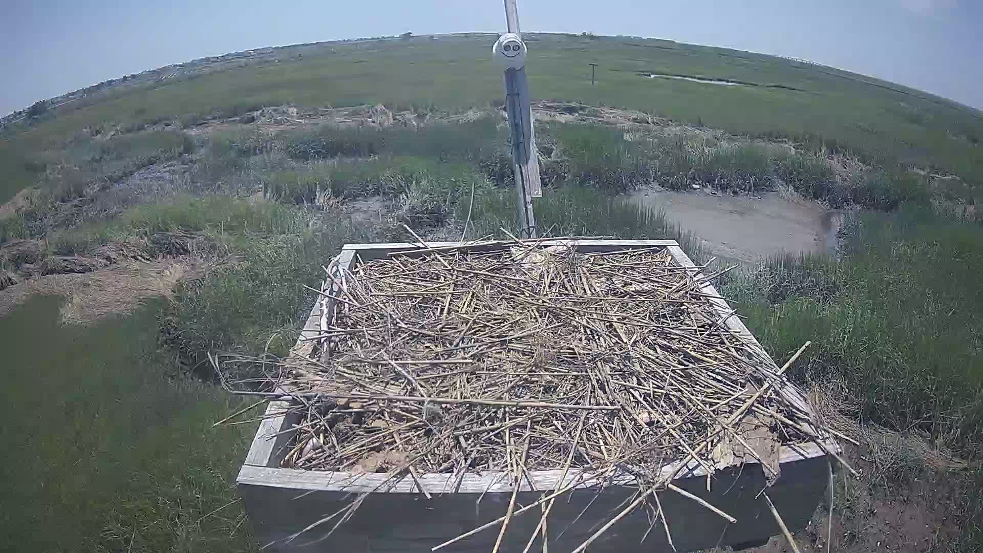 The Wetlands Institute Osprey Cam Closeup HD and Audio 561