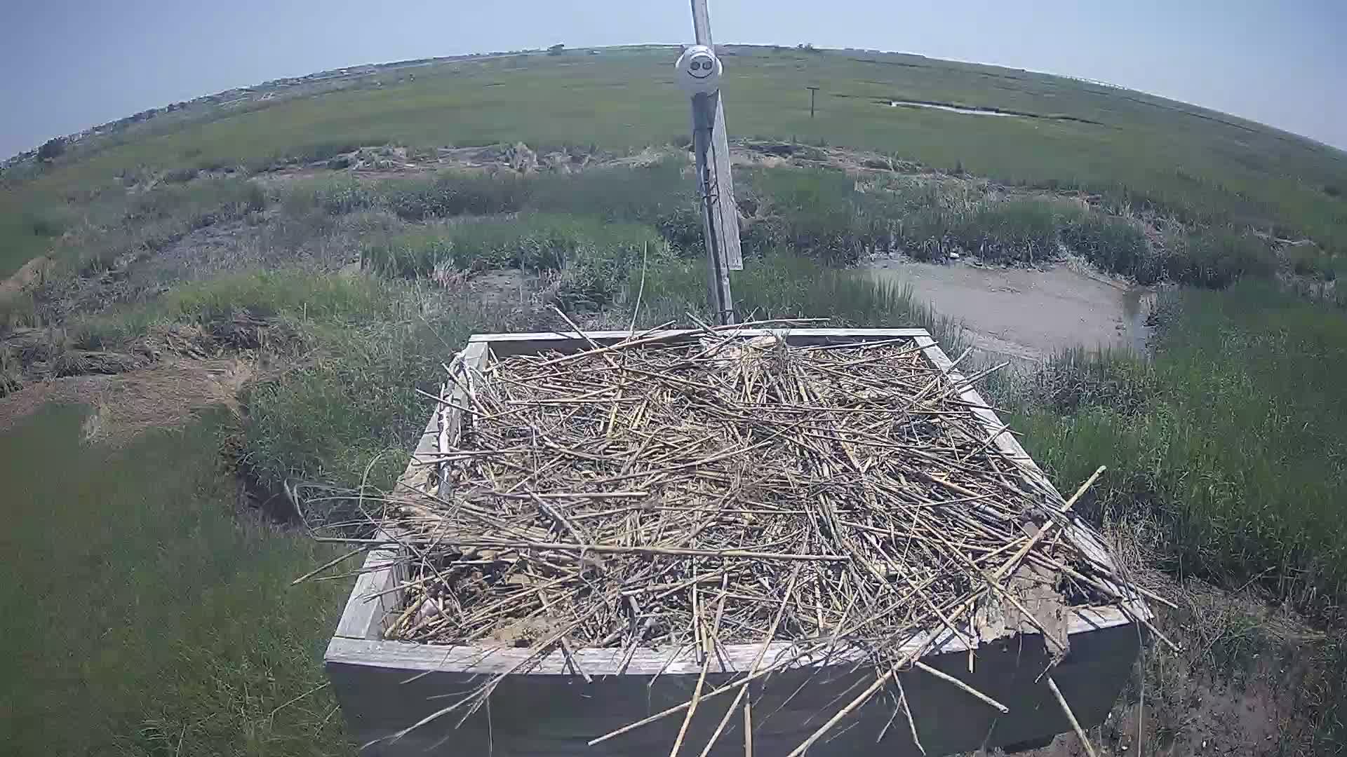 The Wetlands Institute Osprey Cam Closeup HD and Audio 561
