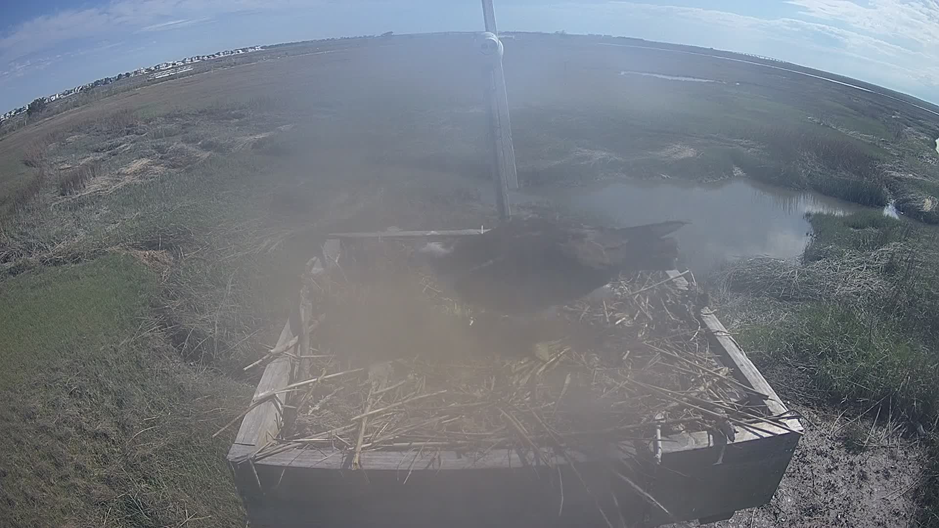 The Wetlands Institute Osprey Cam Closeup HD and Audio 561