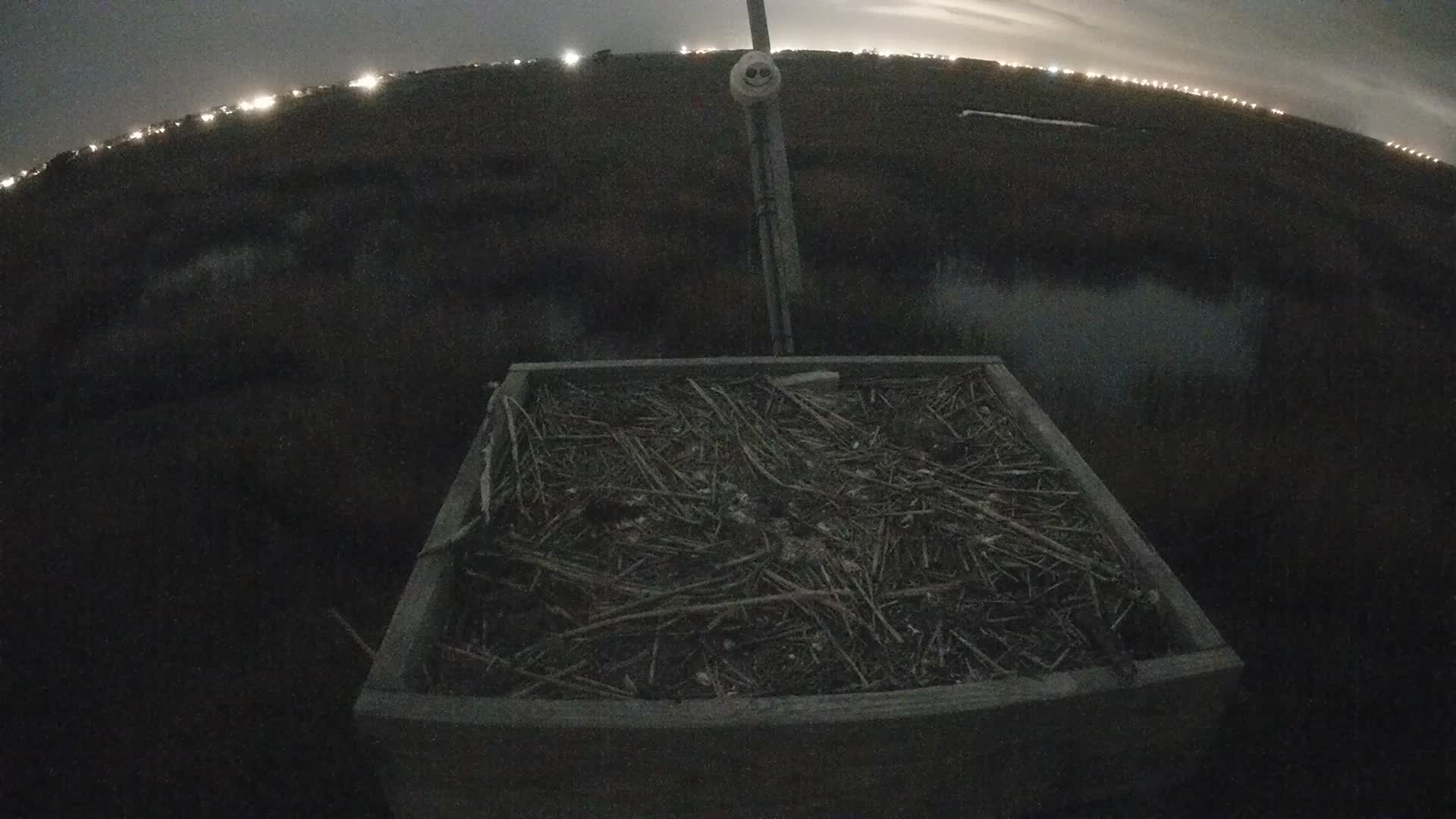 The Wetlands Institute Osprey Cam Closeup HD and Audio 561