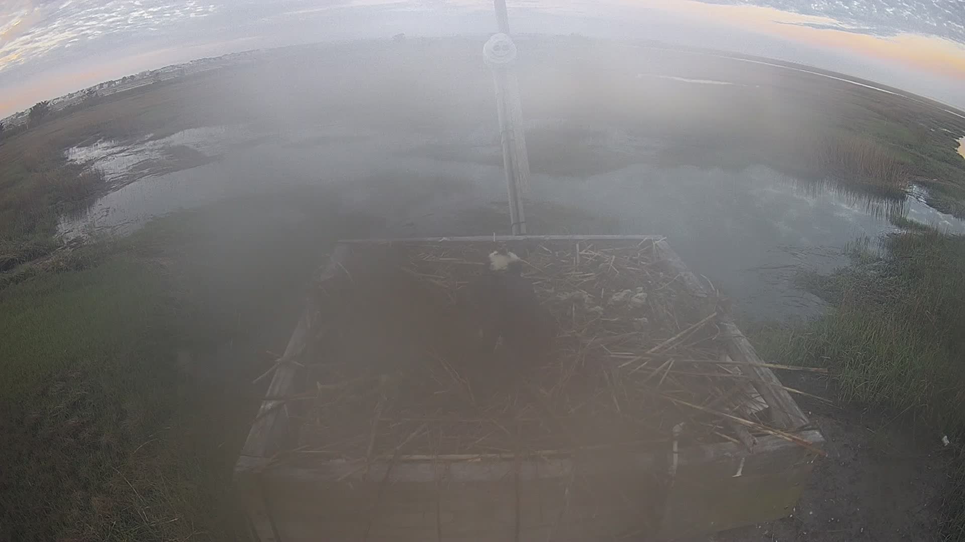 The Wetlands Institute Osprey Cam Closeup HD and Audio 561