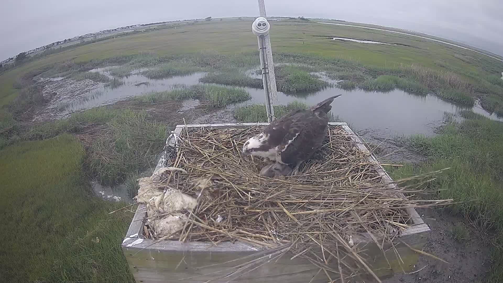The Wetlands Institute Osprey Cam Closeup HD and Audio 561