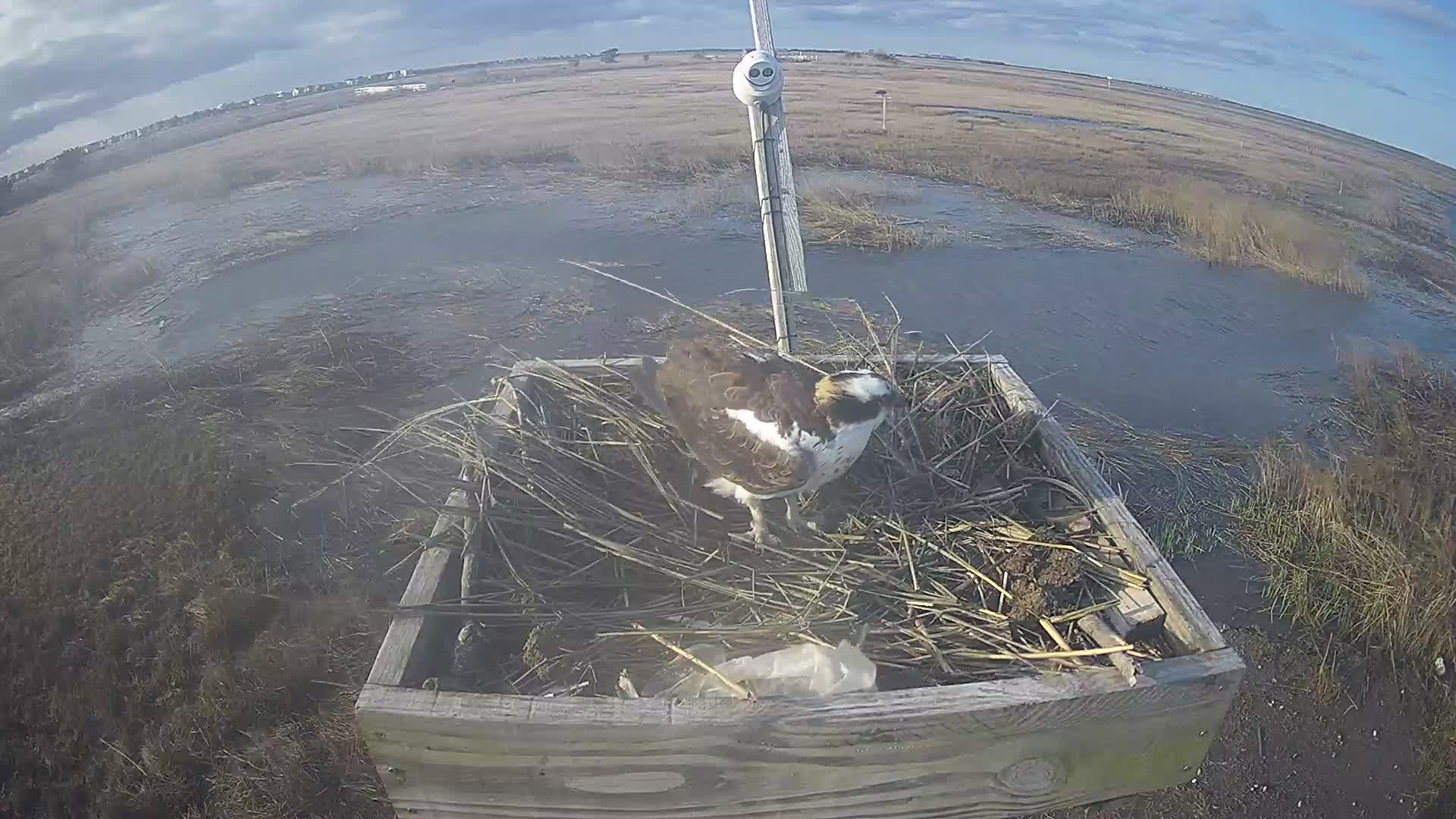 The Wetlands Institute Osprey Cam Closeup HD and Audio 561